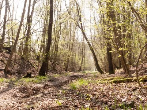 A Bunch of Trees in the Middle of a Forest Stock Photos