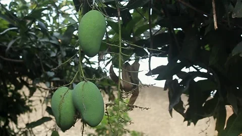 Bunch of tropical fruit, green mango Stock Footage 254579178