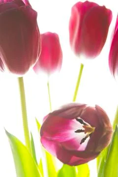 Bunch of tulip Stock Photos