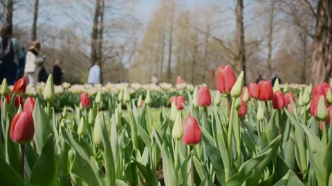 Bunch of tulips in a garden Stock Footage 315211053