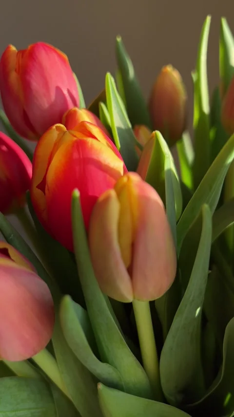 Bunch of tulips in golden light. Vertical video Stock Footage 240920363