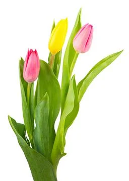 Bunch of tulips isolated on white background Stock Photos