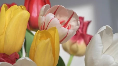 Bunch of tulips macro dolly shoot with shallow DOF Stock Footage 127018633