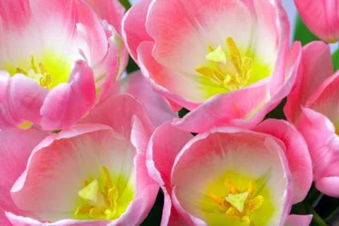 Bunch of tulips Stock Photos