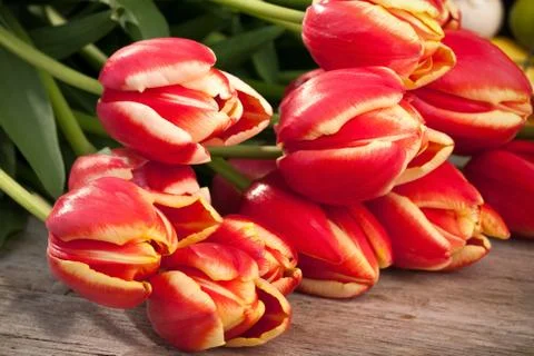 Bunch of tulips Stock Photos