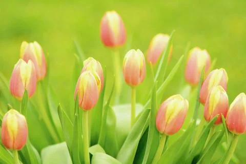 Bunch of the tulips Foto stock