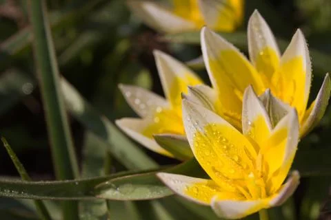 Bunch of tulips Stock Photos