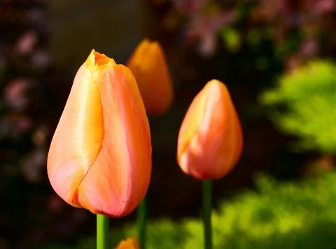 Bunch of tulips Stock Photos