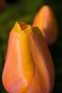 Bunch of tulips Stock Photos