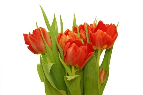 Bunch of tulips on white background Foto stock