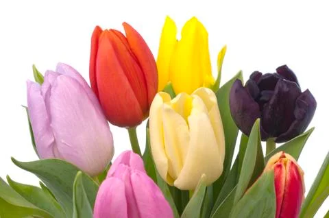 Bunch of tulips on white background Stock Photos
