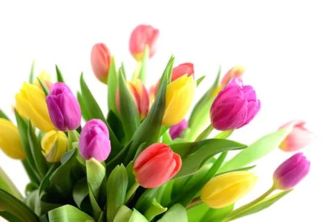 Bunch of tulips on white background Foto stock