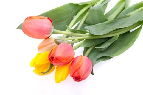 Bunch of tulips on white Фото