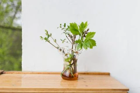 Bunch of twigs in the vase. Stock Photos