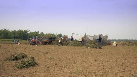 Bunch type of groundnuts are knocked against a crossbar to dislodge the pods  Stock Footage 94169295
