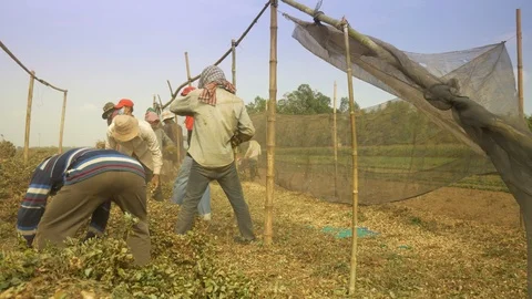 Bunch type of groundnuts are knocked against a crossbar to dislodge the pods  Stock Footage 94205990