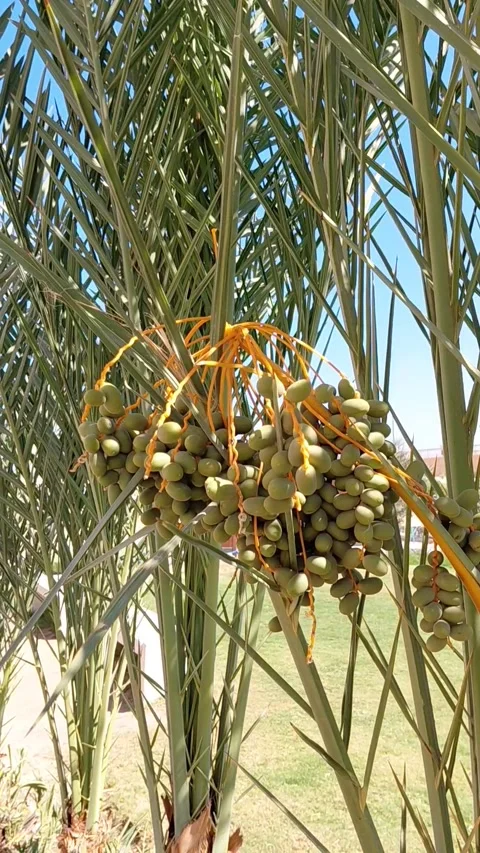 Bunch of unripe dates hanging on palm tree branch in Sahl Hasheesh Egypt Stock Footage 337583961