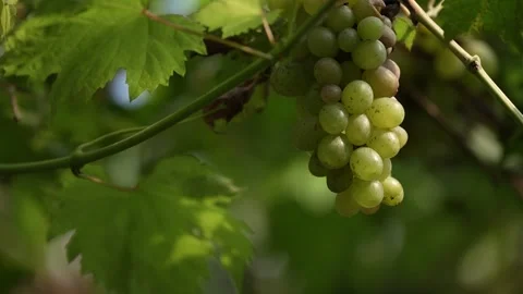 A bunch of unripe grapes on a tree Stock Footage 258642289