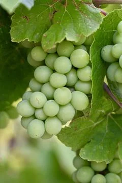 Bunch of Unripe Green Grapes Growing on Vine Close Up Stock Photos