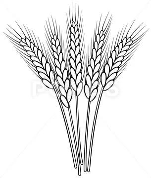 Bunch of vector black and white wheat ears Stock Illustration