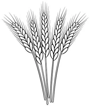 Bunch of vector black and white wheat ears Stock Illustration