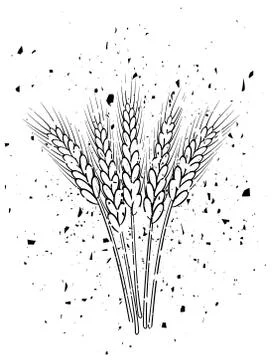 Bunch of vector black and white wheat ears in grungy style Stock Illustration