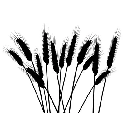 Bunch of vector wheat ears Stock Illustration