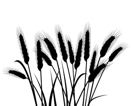 Bunch of vector wheat ears Stock Illustration