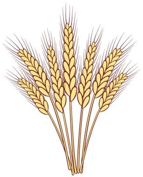Bunch of vector wheat ears Stock Illustration