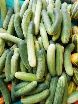 A bunch of vegetables(Cucumber) placed on a surface Stock Photos