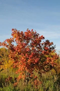 A bunch of viburnum. Stock Photos