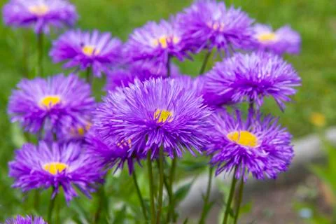 Bunch of violet aster flowers Stock Photos