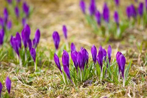 Bunch of violet crocuses Stock Photos