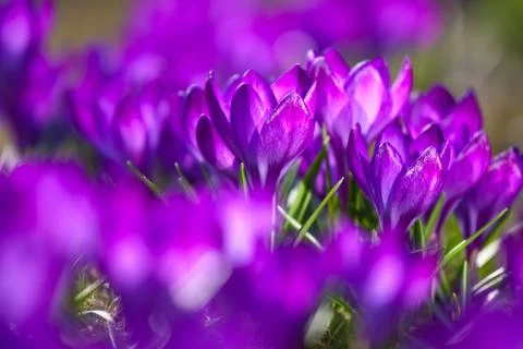 Bunch of violet crocuses Stock Photos