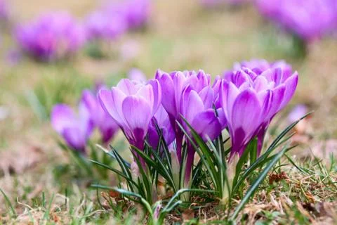 Bunch of violet crocuses Stock Photos
