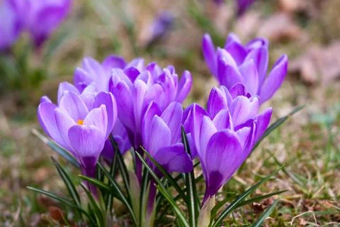 Bunch of violet crocuses Stock Photos