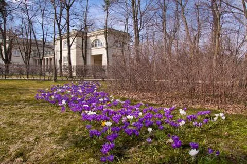 Bunch of violet crocuses in Warsaw park Stock Photos