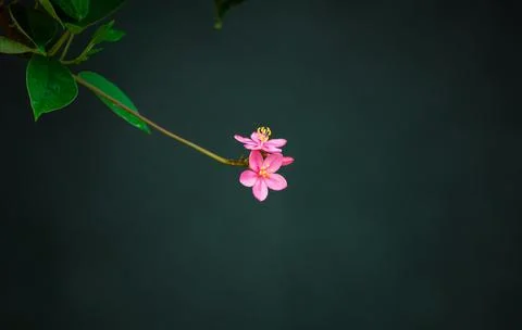 Bunch of vivid saturated pink colored Wild flower pair against neutral darker Stock Photos