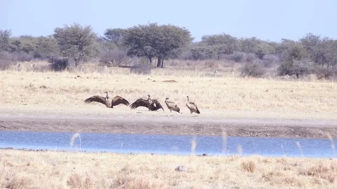 Bunch of vultures messing around in the mid day sun near water Stock Footage 81416603