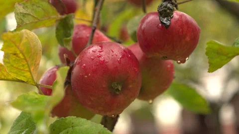 Bunch of wet red apples on tree branch Stock Footage 348174479