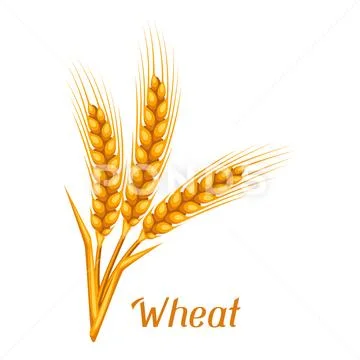 Bunch of wheat, barley or rye ears. Agricultural image for decoration bread Stock Illustration