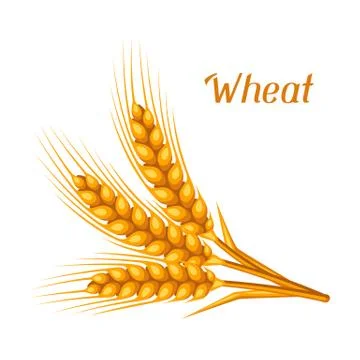 Bunch of wheat, barley or rye ears. Agricultural image for decoration bread Illustrazione stock