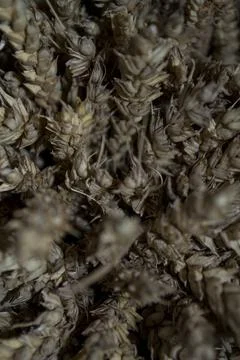 A bunch of wheat, an ear of wheat close up. Stock Photos