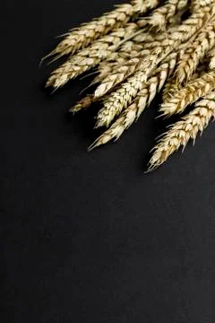 A bunch of wheat ears on the black background Stock Photos