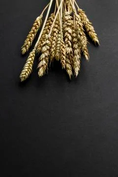 A bunch of wheat ears on the black background with copy space. Stock Photos