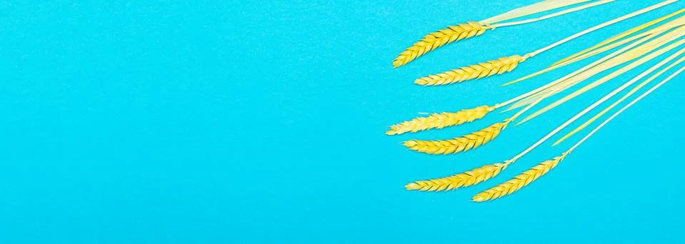 Bunch of wheat ears on pastel blue in flat lay Stock Photos