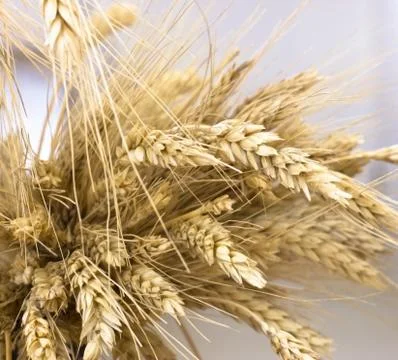 A bunch of wheat ears Foto stock