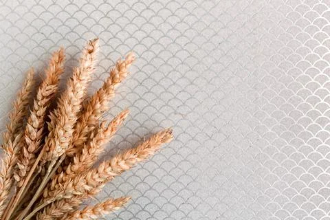 Bunch of wheat ears on silver background. Agriculture concept in minimalism s Stock Photos