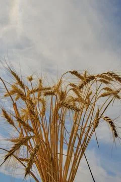 A bunch of wheat ears on the sky background 스톡 사진