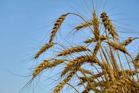 A bunch of wheat ears on the sky background Foto stock